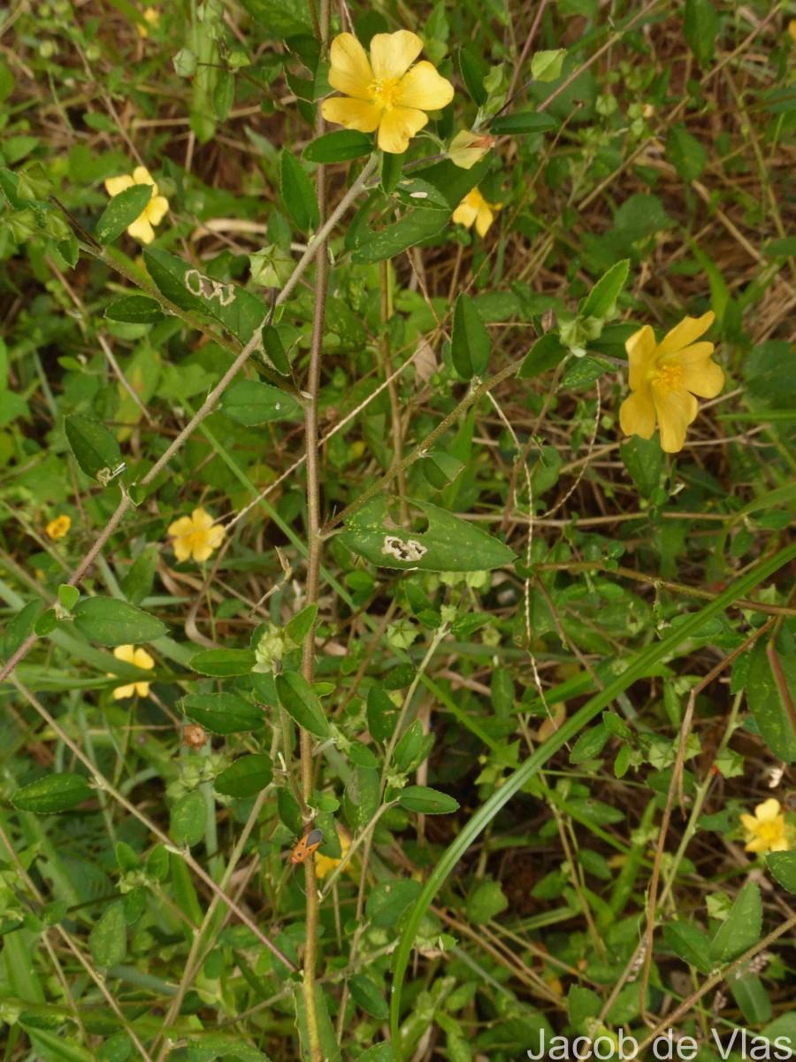 Sida rhombifolia L.